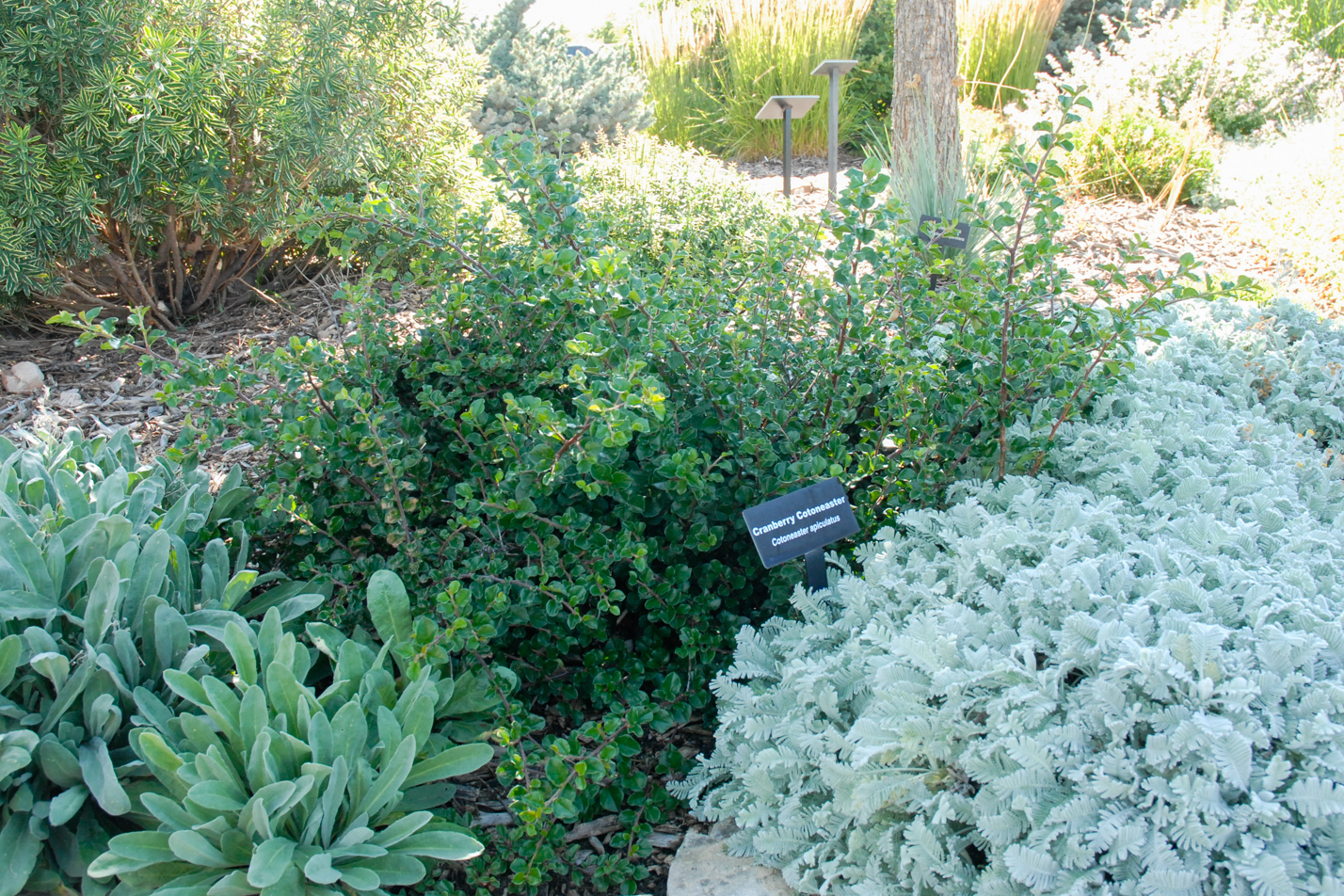 Cranberry Cotoneaster